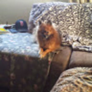 Meet your Posher, Barbara